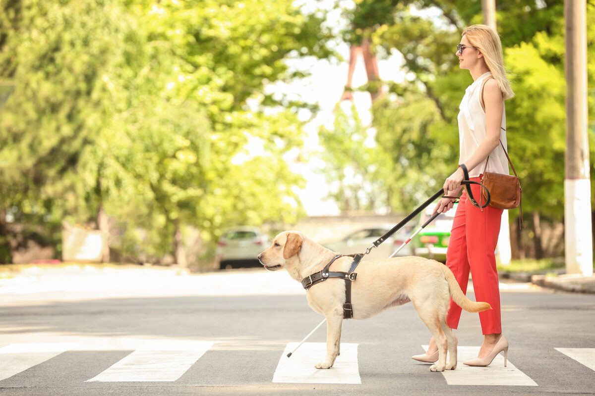 Guide dog helping blind woman on pedestrian crossing
